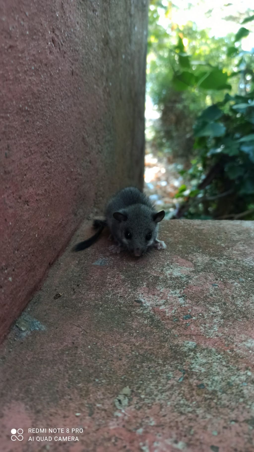 Toporagno?  No, giovane Ghiro (Glis glis)